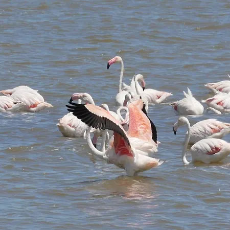بيت للعطل L'isola