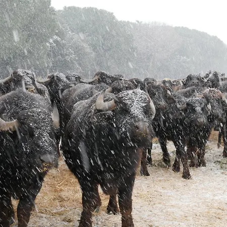 Feriehus L'isola Lesina