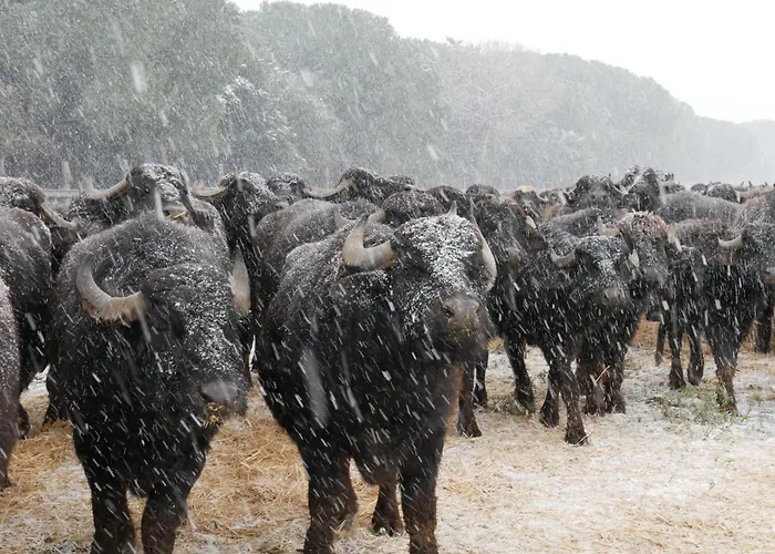 Feriehus L'isola Lesina